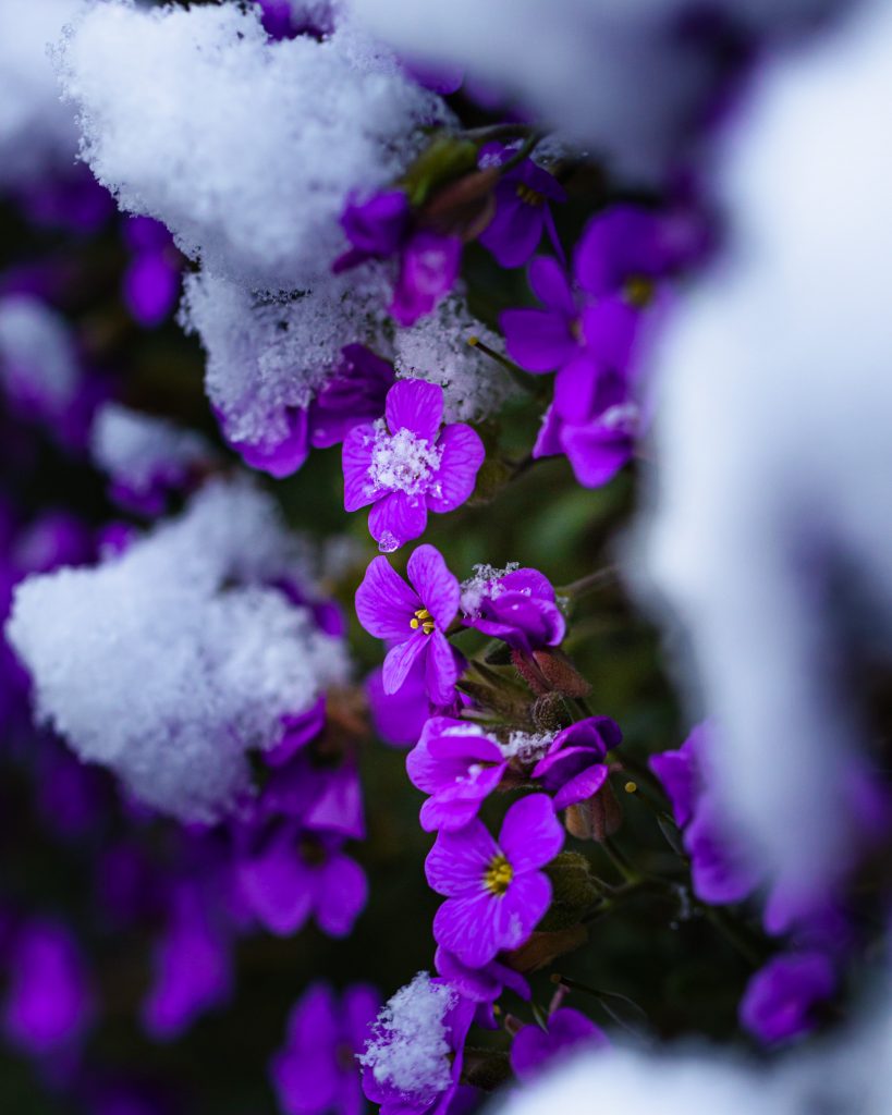 Snowcoverd flower