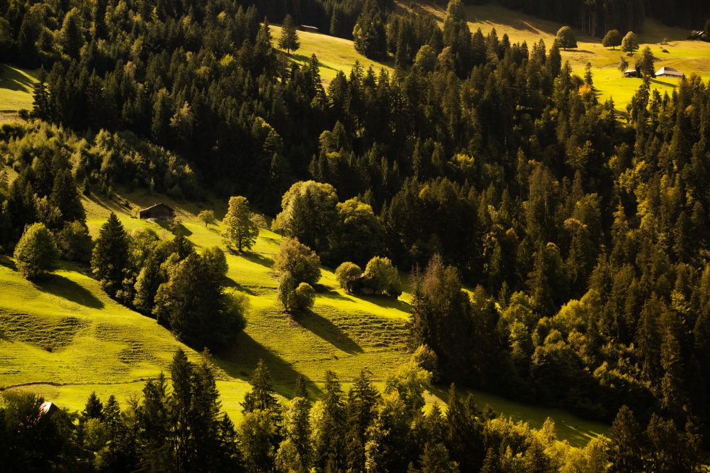 Wald Simmenthal